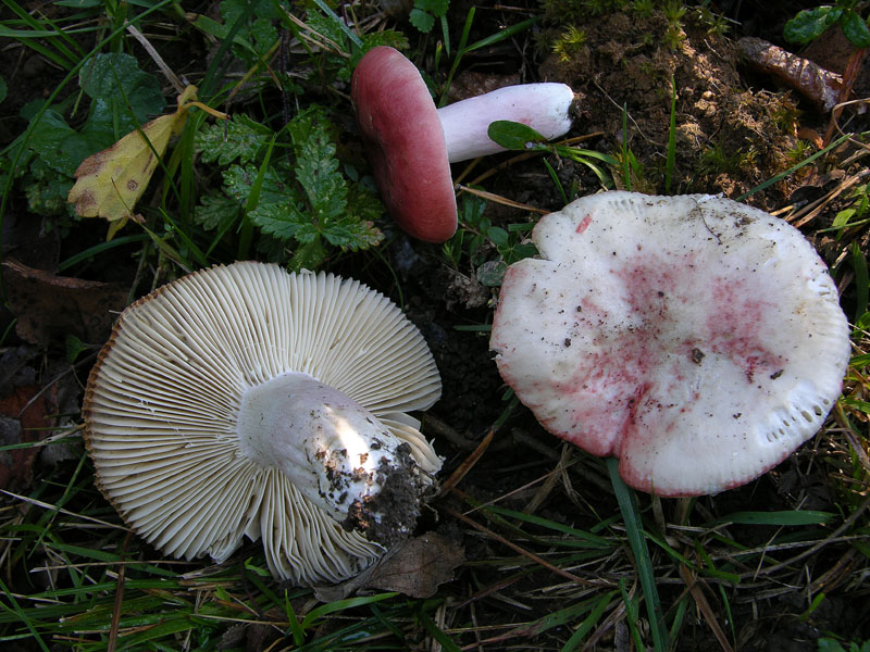 Russula luteotacta?